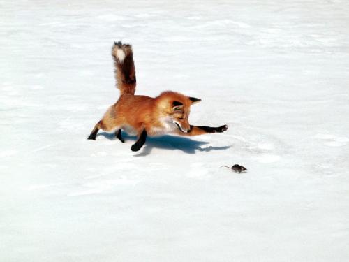 volpe+rossa+caccia+in+inverno