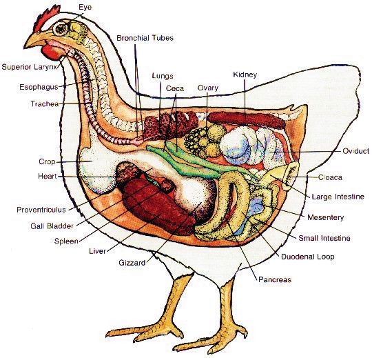 castrazione anatomia gallina